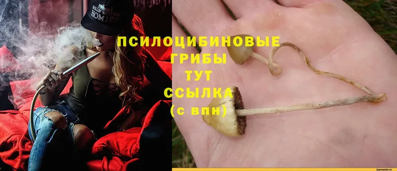 Псилоцибиновые грибы MAGIC MUSHROOMS Александровск-Сахалинский